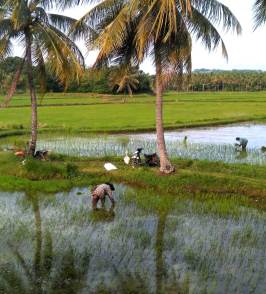 Rice planting Sulawesi. Rollstuhlreisen in Sulawesi